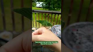 Female Broad-Winged Katydid Flying