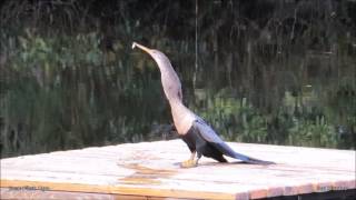 Anhinga v Fish
