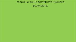 Как научить собаку спокойно реагировать на других собак