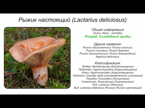 YouTube видео
