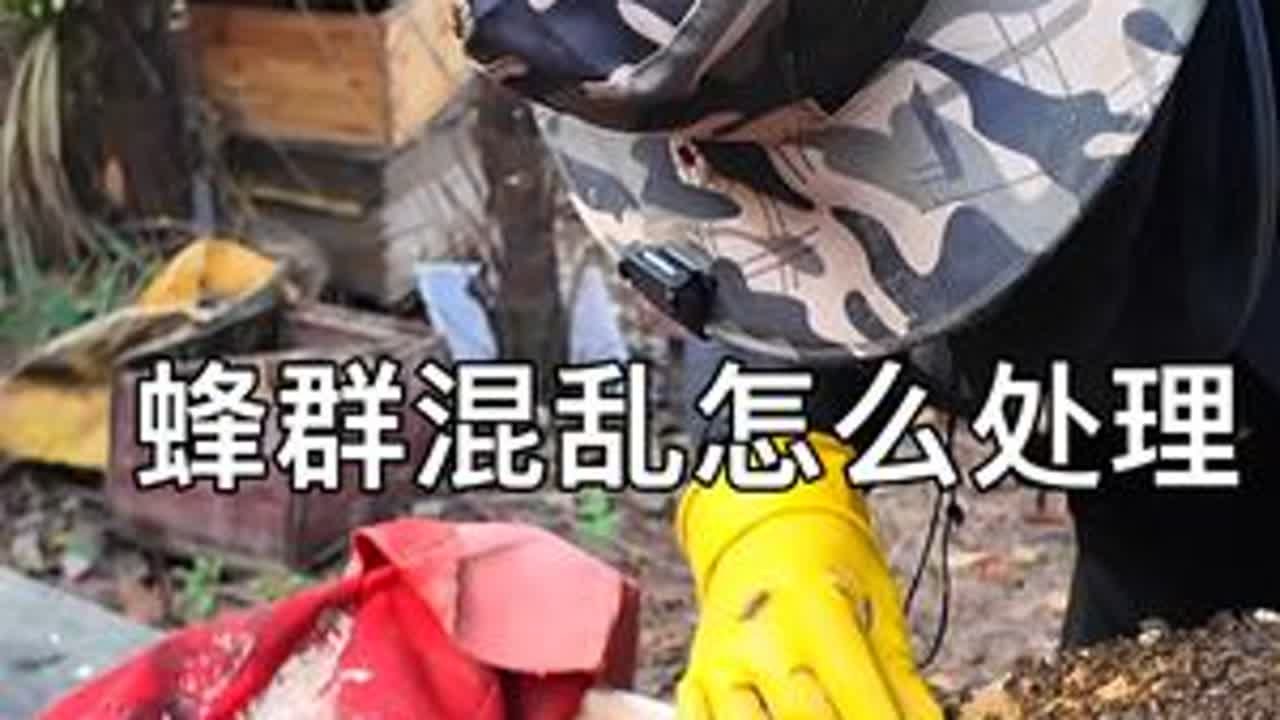 冬季为什么蜜蜂跑出蜂箱，越冬蜜蜂不能过度惊吓震动 #养蜂人日常 #冬季蜜蜂问什么跑出蜂箱 #中蜂养殖