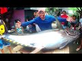 Giant Yellowfin Tuna | Napakalaking Christmas Bonus Galing sa Dagat