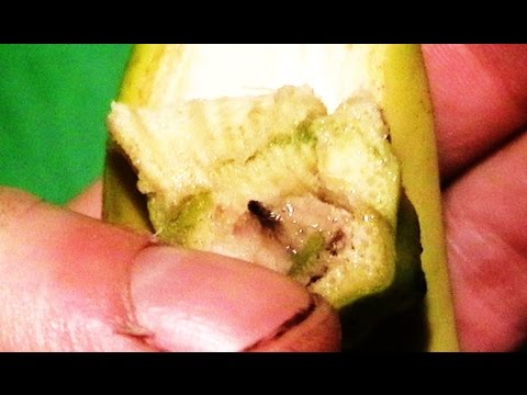 Małe Jadowite Pająki W Bananach Z Marketu Czarna Końcówka Banana