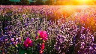 Beautiful Fields of Flowers Relaxation Video. Colorful Flower Field with Birds Chirping and Crickets