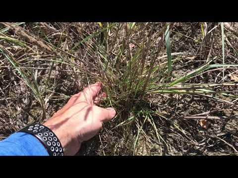 Video: Prairie Junegrass haqida ma'lumot - Peyzajdagi Junegrass haqida bilib oling