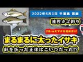 【千葉県 房総 地磯】遠投かご釣り。まるまる太ったイサキと28cmの大アジ!!これが2週間前に針を折った正体か？『いさき/あじ/夜釣り』