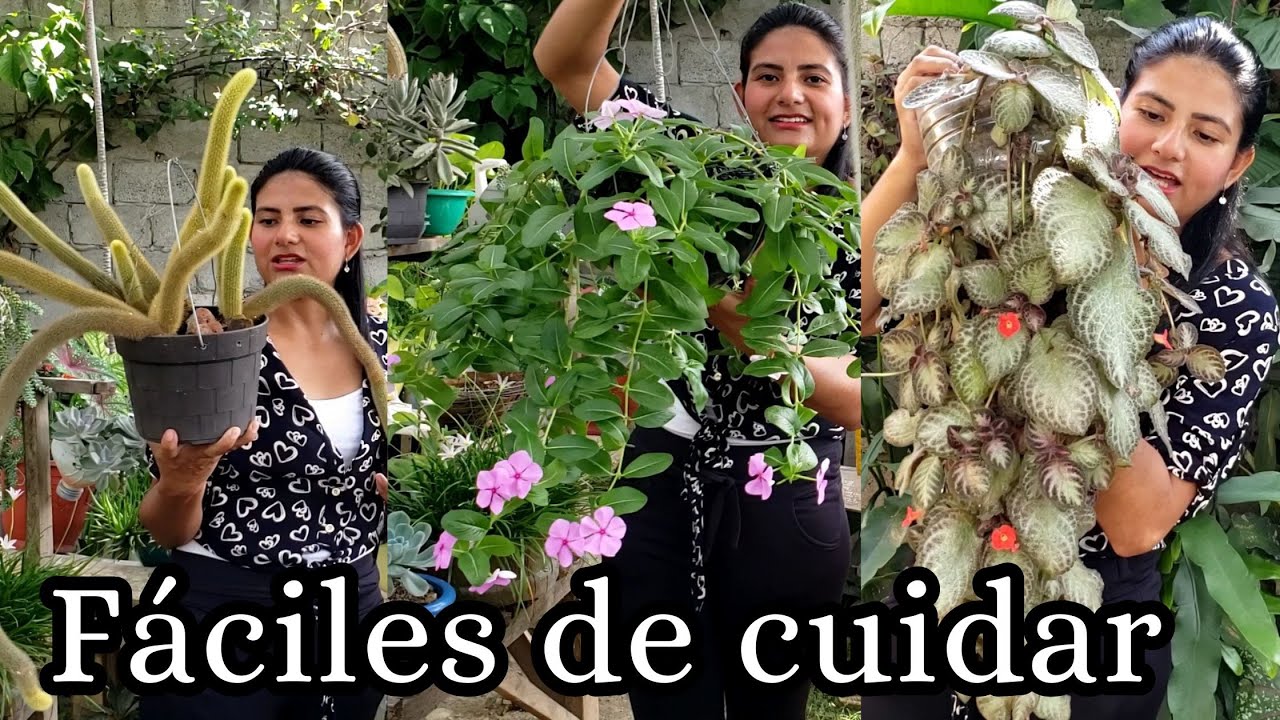 Plantas colgantes fáciles de cuidar