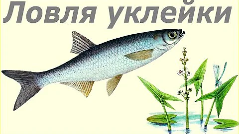 Осенняя ловля уклейки, она же верховодка. Совет для начинающих рыболовов.