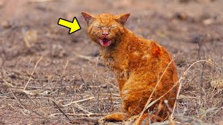 Cat Goes Missing & Walks 2680 Miles to Find Its Owner. What Happens Next Is Unbelievable by UNITY 19,410 views 2 weeks ago 13 minutes, 17 seconds