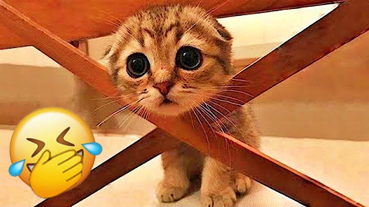 Best Funny Animal Videos 2025 🐶 Funniest Dogs & Cats Moments 😅😻