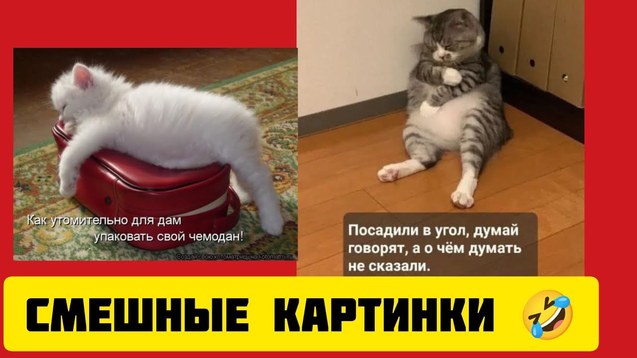 Посадили в угол, думай говорят, а о чём думать не сказали.😸смешные картинки🤣 и весёлая музыка🪇