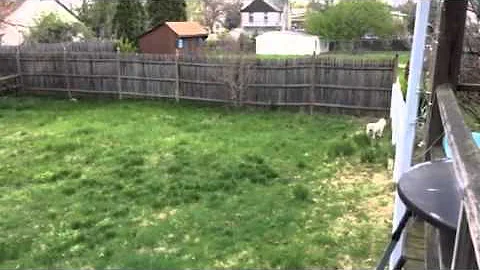 Ezra and the cat in the yard