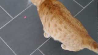 Sweet cat try to catch a Point and sneeze !!! Lol