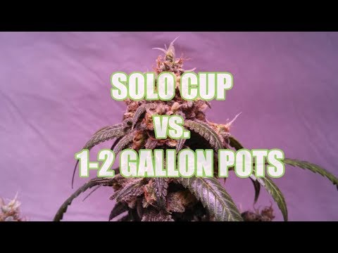 solo-cup-vs-1-2-gallon-pots