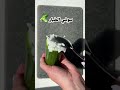 سوشي الخيار يجنن جربوه