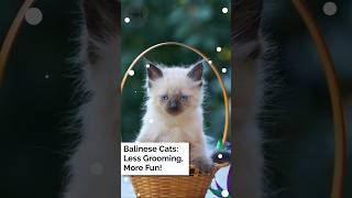 Balinese Cats: Less Grooming, More Fun!