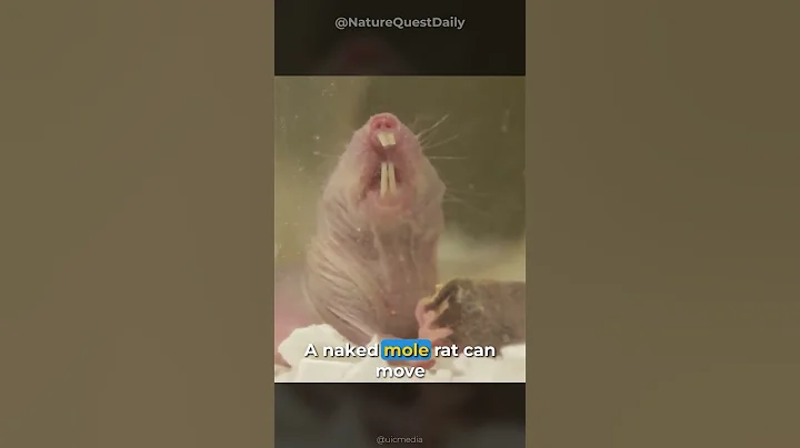Why Naked Mole Rats are the Strangest Mammals | Nature Quest Daily | #shorts