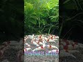 宮城えび様 ~赫灼(かくしゃく)~ #レッドビーシュリンプ #赫灼