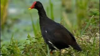 Suara pikat burung mandar sawah suara jernih Langsung Deket semua