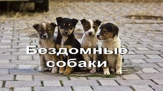 Бездомные собаки.Кормим бездомных собачек/Feed homeless dogs(Бездомные собаки.Кормим бездомных собачек/Feed homeless dogs., 2016-07-04T17:04:47.000Z)