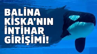 10 yıldır yalnız olan katil balina Kiska, intihara kalkıştı