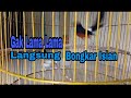 Pancingan Murai Batu Gacor Cocok Memancing Murai Anda Yang Malas Bunyi Macet Bunyi Mp3 - Mp4 Download