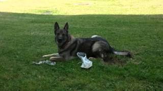 Kya-Raa The German Shepherd The Best Dog Ever 2