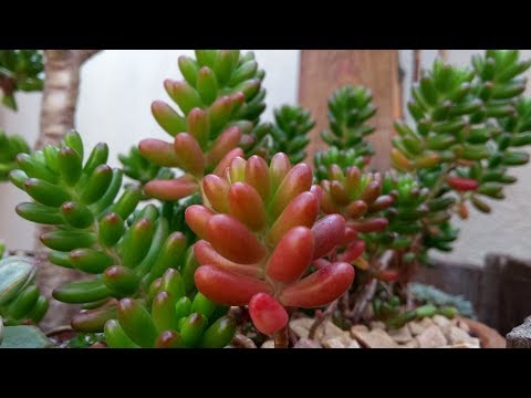 Vídeo: Fatos sobre plantas de jujuba - Aprenda sobre o cultivo de sedums de jujuba