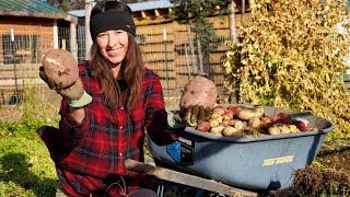 Digging Up Our Alaskan Grown Potatoes | 2021 Fall Harvest