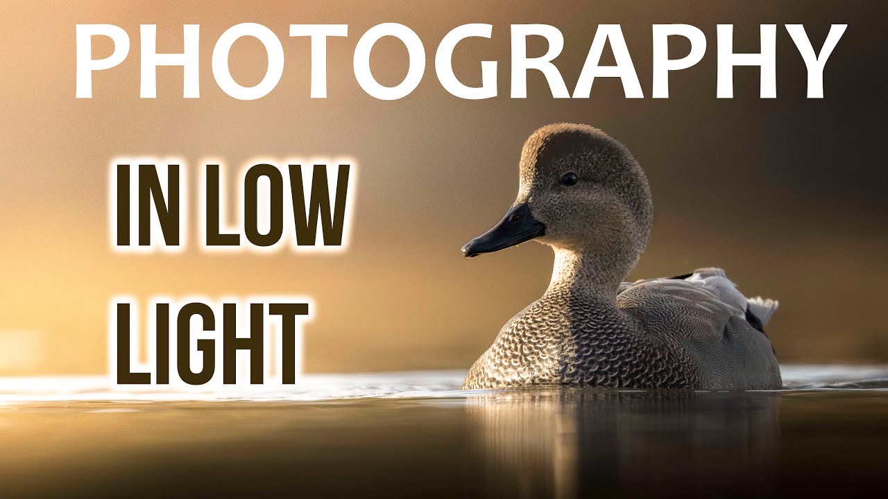 LOW LIGHT AND HIGH ISO PHOTOGRAPHY: Do what the best low light photographers do!