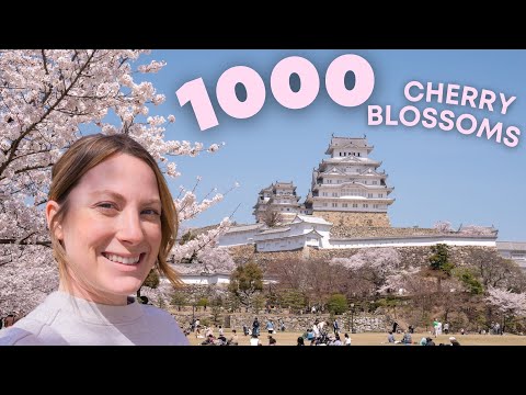 Best places in Japan to experience cherry blossoms! 1000 CHERRY BLOSSOM TREES AT HIMEJI CASTLE!!