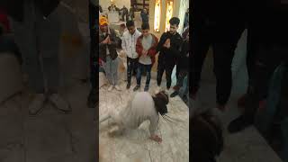 اجمد رقص في مصر على مهرجان الباشا جلكوم🧏🔥🔞😜