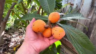 Harvest my loquat fruits May 2024