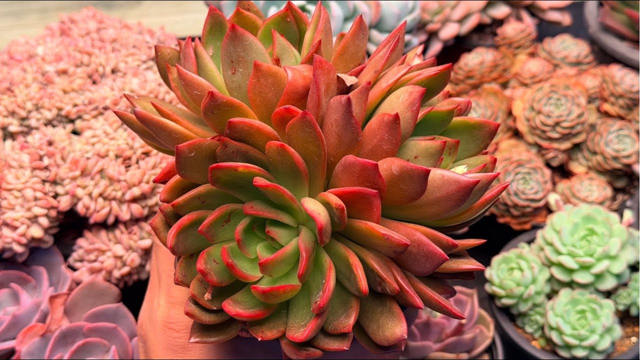 26. 03. 10. 화요 라이브  - 곰도리다육 라이브! #다육 #다육식물 #다육화분 #산삼 #산양삼 #친환경 #버섯 #표고버섯