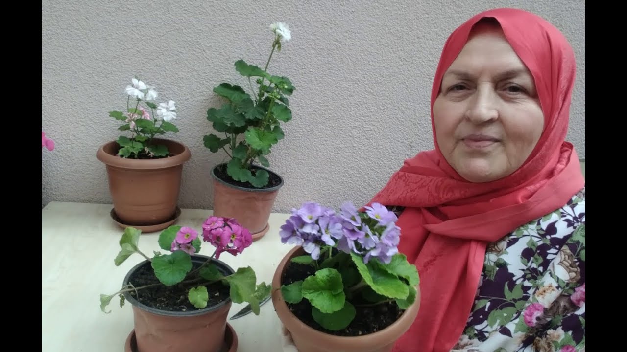 11 AY ÇİÇEKLERİMİZE UZUN SÜRELİ ÇİÇEKLİ KALMASI İÇİN NASIL BAKMALIYIZ? NASIL TOHUM ALIP ÜRETEBİLİRİZ