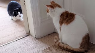 Cat Wiggles Butt Before Pouncing