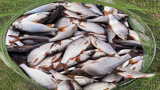 ЖОР ПЛОТВЫ НА ВЫПОЛЗКА ЛОВЛЯ ПЛОТВЫ ВЕСНОЙ РЫБАЛКА НА КРУПНУЮ ПЛОТВУ весенняя рыбалка 2021