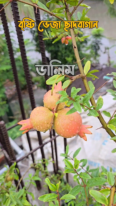 Rooftop #dragonfruit