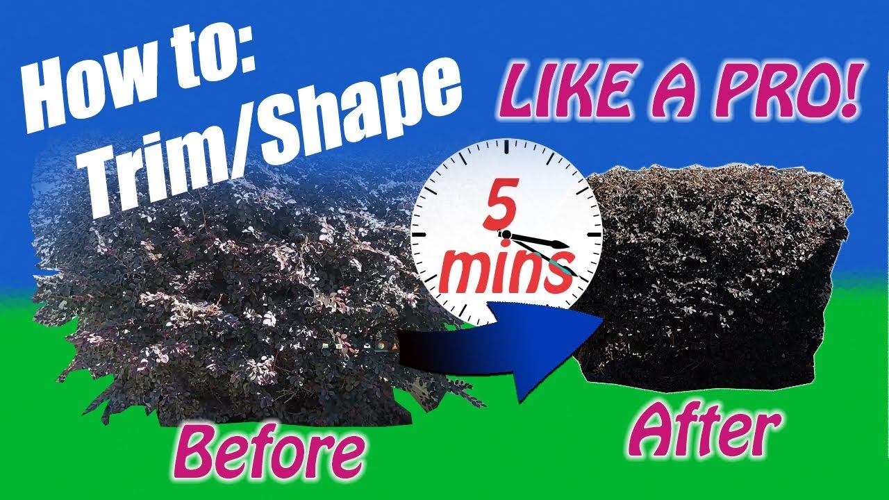 IN 5 MINUTES How to trim / prune overgrown bushes or shrubs like a PRO ...