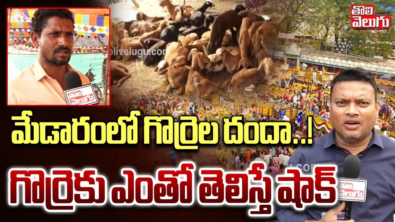 మేడారంలో గొర్రెల దందా..! గొర్రెకు ఎంతో తెలిస్తే షాక్ | Huge Demand For Goats In Medaram |#Tolivelugu