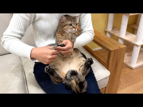 猫の爪切りと肉球のケアをするだけ