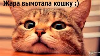 ЖАРА ВЫМОТАЛА КОШКУ/МОЯ ЗВЕЗДА! ЖАРА ВЫМОТАЛА КОШКУ/МОЯ ЗВЕЗДА!