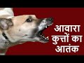 नोएडा में आवारा कुत्तों का आतंक! सोसाइटी वालों ने खोली गौशाला | Network Live