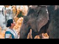 Rural life in thailand elephant jungle farm the unseen