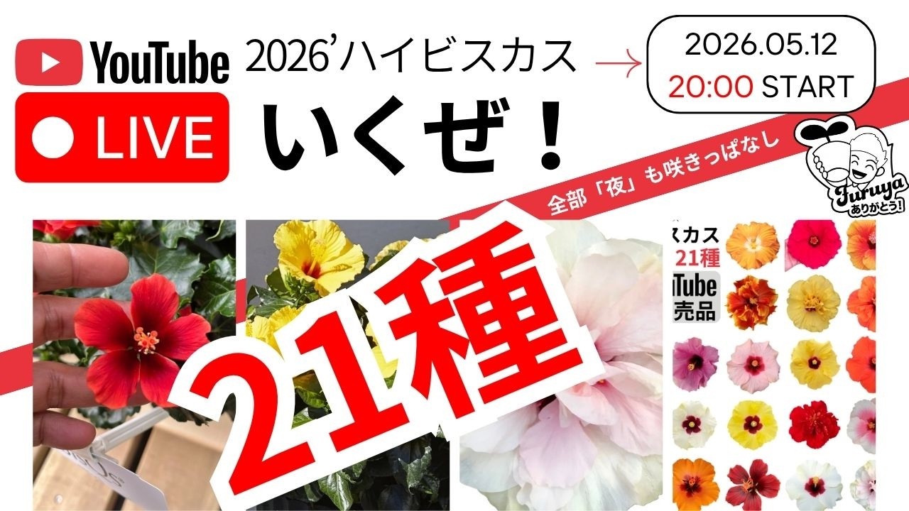 5/12日20時〜！Live販売 今年のハイビスカスは種類豊富でよく咲く！21種一挙紹介！＆長く咲かせるコツも伝授！
