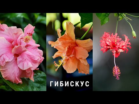 Video: Hibiscus - Ekzotike Orientale Në Shtëpi