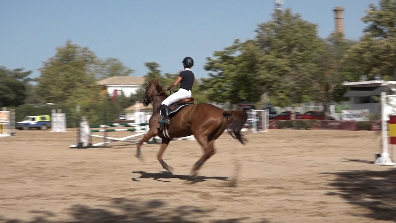 Feria de Baeza 2019 · Concurso nacional de saltos de caballos