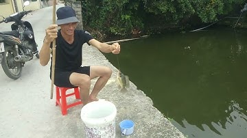 câu cá mùa đông giật cá giếc cá rô phi mỏi tay #fishing