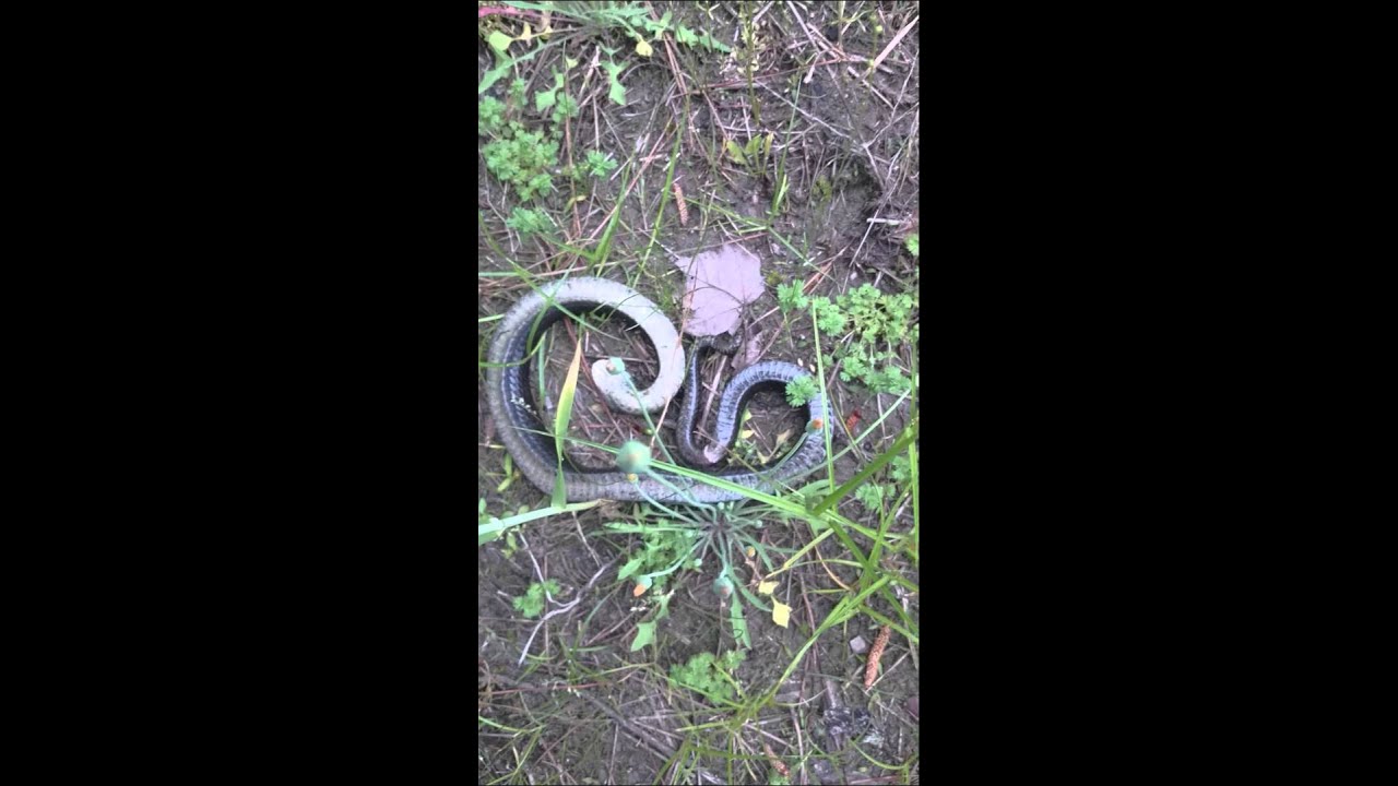 Hognose Snake Defense - YouTube