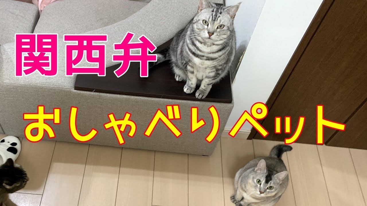 関西弁でしゃべる猫がちゅーるのおねだり 猫の日記念 おしゃべりペット Youtube